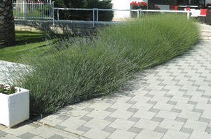 bush, Croatia, day, direct sunlight, eye level view, lavander, shrub, spring, sunny, Zadar, Zadarska