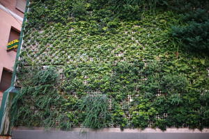 autumn, below, day, diffuse, diffused light, green wall, Madrid, Madrid, Spain