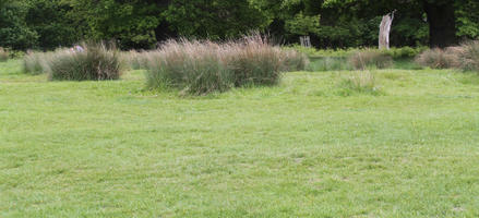 day, diffuse, diffused light, England, eye level view, grass, London, natural light, park, spring, The United Kingdom