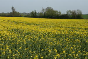 ambient light, Brassica napus, day, England, eye level view, field, flower, flower field, open space, rapeseed, spring, The United Kingdom, vegetation