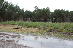 day, eye level view, forest, overcast, Poland, track, Wielkopolskie, winter, Wolsztyn