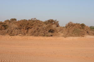 autumn, bush, day, desert, direct sunlight, Essaouira, eye level view, Morocco, natural light, sunlight, sunny, sunshine, vegetation