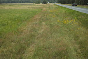 day, diffuse, diffused light, eye level view, grass, grassland, natural light, Poland, summer, Wielkopolskie