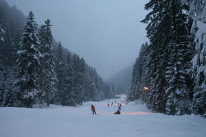 Bulgaria, day, eye level view, group, mountain, overcast, people, pine, skiing, slope, snow, sport, tree, vegetation, winter