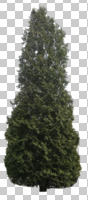 cutout, cutout plants, cutout trees, cypress, day, evergreen, eye level view, natural light, outdoor lighting, tree