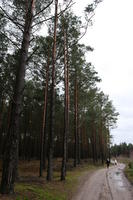 day, eye level view, forest, overcast, Poland, track, tree, vegetation, Wielkopolskie, winter, Wolsztyn