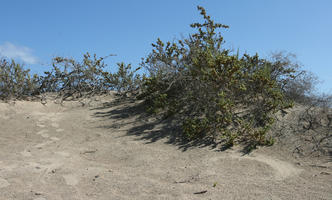 Canarias, day, direct sunlight, dunes, eye level view, Las Palmas, shrub, Spain, spring, sunny