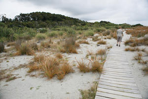 day, diffuse, diffused light, eye level view, grass, natural light, New Zealand, overcast, path, plant, sand dune, summer, West Coast