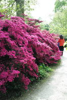 bush, day, England, eye level view, flower, garden, natural light, park, The United Kingdom, Woking