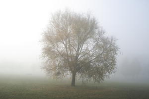 deciduous, England, eye level view, fog, grass, London, natural light, overcast, park, The United Kingdom, tree, winter