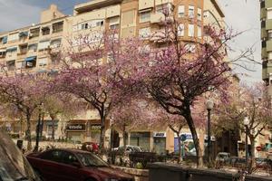 Alicante, blossom, day, eye level view, natural light, Spain, street, sunny, tree, Valenciana, vegetation