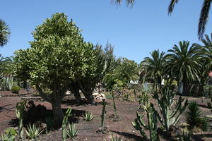 cactus, Canarias, Cardon Canario, day, direct sunlight, Euphorbia canariensis, eye level view, garden, Las Palmas, Spain, spring, succulent plant, sunny