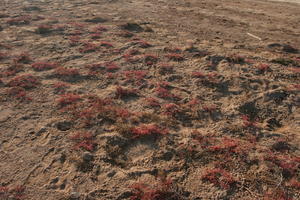 autumn, day, desert, direct sunlight, Essaouira, lowered, Morocco, natural light, sunlight, sunny, sunshine