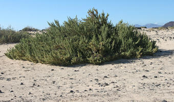 bush, Canarias, day, desert, eye level view, Las Palmas, shrub, Spain, summer, sunny