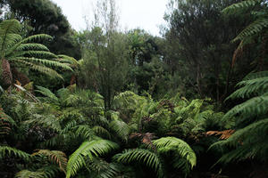 day, eye level view, overcast, summer, sunlight, sunny, sunshine, tree, tropical, vegetation