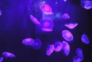 aquarium, artificial lighting, backlit, close-up, jellyfish, Monaco, Monte Carlo, Monte-Carlo, museum, orthogonal