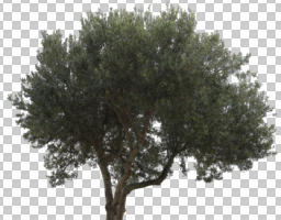 ambient light, broad-leaf tree, broad-leaved tree, cutout, cutout plants, cutout trees, day, diffuse, diffused light, evergreen, eye level view, natural light, Olea europaea, olive, overcast, tree, winter