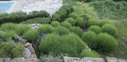 bush, Croatia, day, diffuse, diffused light, eye level view, garden, Istarska, Motovun, natural light, shrub, spring