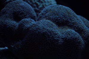 aquarium, artificial lighting, close-up, coral