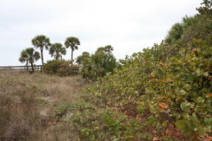 ambient light, bush, day, diffuse, diffused light, eye level view, Florida, grass, overcast, palm, The United States, winter