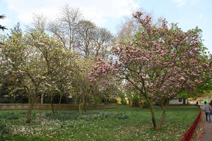 blooming, blossom, day, deciduous, England, eye level view, grass, London, park, spring, sunny, The United Kingdom, tree