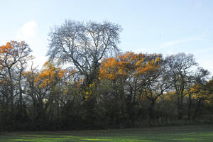 autumn, broad-leaf tree, broad-leaved tree, day, deciduous, England, eye level view, London, park, sunny, The United Kingdom, tree, treeline