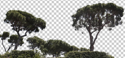 coniferous, cutout, cutout trees, day, evergreen, eye level view, pine, Pinus pinea, summer, sunny, treeline