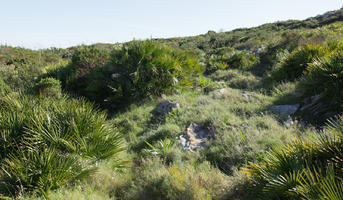 bright, bush, day, Denia, eye level view, shrub, shrubland, Spain, spring, sunny, Valenciana