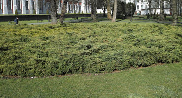 bush, day, direct sunlight, eye level view, Poland, Poznan, shrub, spring, sunny, Wielkopolskie