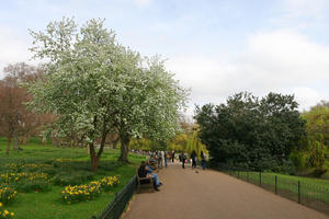 blossom, day, England, eye level view, flower, grass, greenery, group, London, park, people, sitting, spring, The United Kingdom, tree, walking