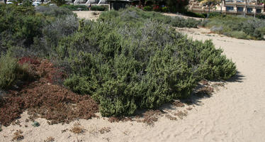 Canarias, day, direct sunlight, dunes, eye level view, Las Palmas, shrub, Spain, spring, sunny