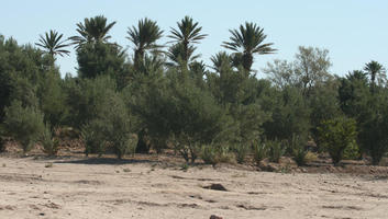 autumn, bush, day, direct sunlight, eye level view, Morocco, natural light, nature, open space, Ouarzazate, outdoors, palm, sunlight, sunny, sunshine, tree