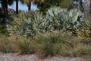 day, eye level view, Florida, garden, grass, palm, plant, Sarasota, sunny, sunshine, The United States, winter