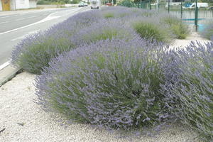 bush, Croatia, day, diffuse, diffused light, eye level view, lavander, natural light, shrub, Sibensko-Kninska, summer, Vodice