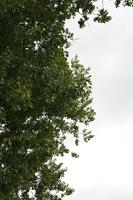 below, branch, day, England, London, natural light, The United Kingdom