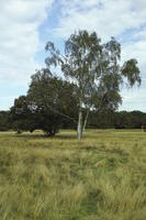 autumn, birch, bright, day, England, eye level view, field, grass, London, park, The United Kingdom, vegetation