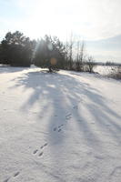 afternoon, backlight, bright, coniferous, day, deciduous, eye level view, Poland, shady, snow, sunny, tree, Wielkopolskie, winter