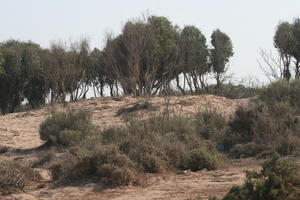 autumn, below, bush, day, desert, direct sunlight, Essaouira, Morocco, natural light, sunlight, sunny, sunshine, tree, vegetation