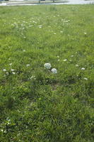 Croatia, day, direct sunlight, eye level view, grass, summer, sunny