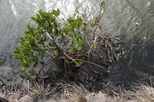 above, day, Florida, mangrove, river, The United States, winter