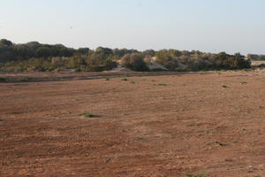 autumn, bush, day, desert, direct sunlight, Essaouira, eye level view, Morocco, natural light, sunlight, sunny, sunshine, vegetation