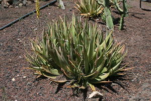 Agave Americana Variegata, American century plant, Canarias, day, direct sunlight, eye level view, garden, Las Palmas, Spain, spring, succulent plant, sunny