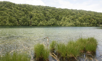 Croatia, day, diffuse, diffused light, eye level view, Karlovacka, lake, natural light, reed, summer, woodland