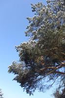 afternoon, below, branch, bright, coniferous, day, Poland, snow, sunny, tree, Wielkopolskie, winter