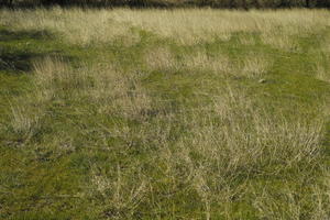 afternoon, Croatia, day, direct sunlight, eye level view, field, grass, grassland, outdoors, spring, sunlight, sunny, sunshine, Zadarska