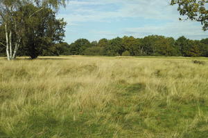 autumn, bright, day, England, eye level view, field, grass, London, park, The United Kingdom, vegetation