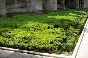 bush, Champagne-Ardenne, city, day, eye level view, France, garden, summer, sunny, Troyes