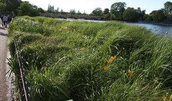 day, England, eye level view, flower, London, park, reed, shrub, summer, sunny, The United Kingdom