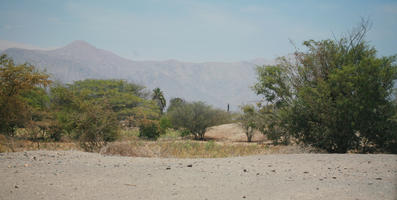 bush, day, desert, evergreen, eye level view, Peru, shrub, summer, sunny