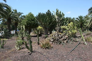 Agave Americana Variegata, American century plant, cactus, Canarias, Cardon Canario, day, direct sunlight, Euphorbia canariensis, eye level view, garden, Las Palmas, Spain, spring, succulent plant, sunny